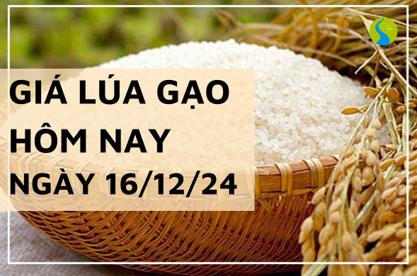 Giá lúa gạo hôm nay ngày 16/12/2024 