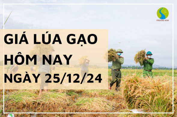 Giá lúa gạo hôm nay ngày 25/12/2024 