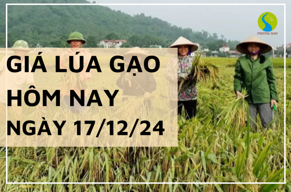 Giá lúa gạo hôm nay ngày 17/12/2024 