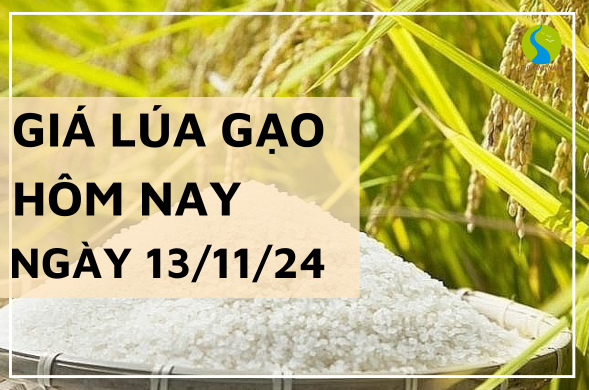 Giá lúa gạo hôm nay ngày 13/11/2024