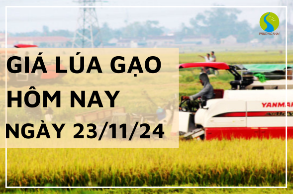 GIá lúa gạo hôm nay ngày 23/11/2024 