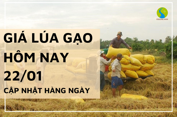 Giá lúa gạo hôm nay ngày 22/01/2024 