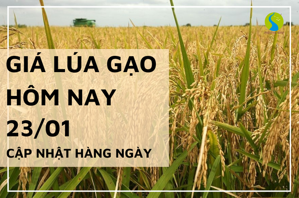 Giá lúa gạo hôm nay ngày 23/01/2024 