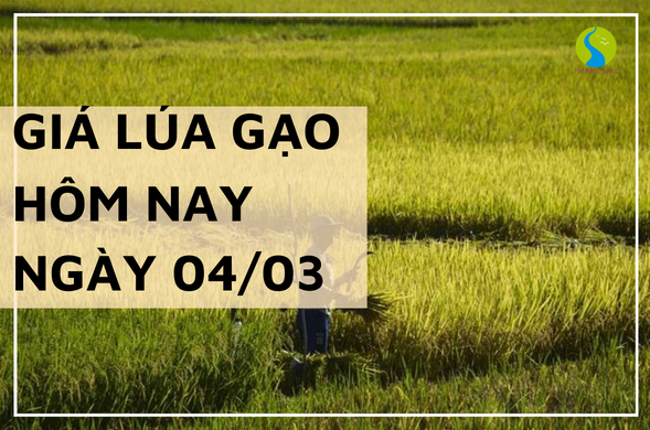 Giá lúa gạo hôm nay ngày 04/03/2024