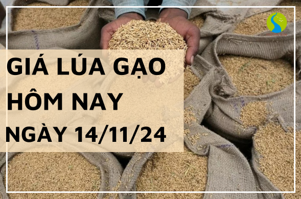 Giá lúa gạo hôm nay ngày 14/11/2024 