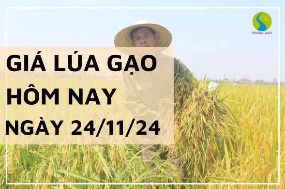 Giá lúa gạo hôm nay 24/11/2024