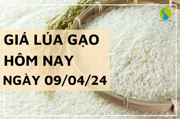Giá lúa gạo hôm nay ngày 09/04/2024 