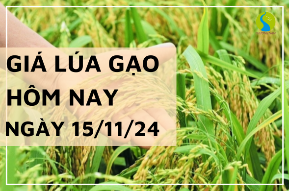 Giá lúa gạo hôm nay 15/11/2024 