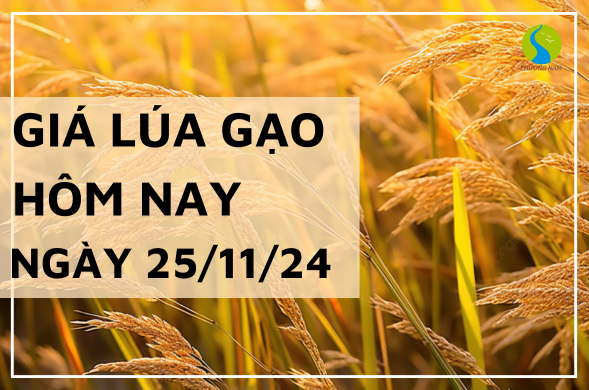 Giá lúa gạo hôm nay ngày 25/11/2024