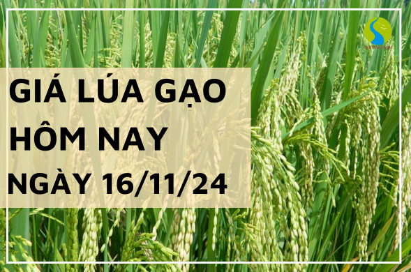 Giá lúa gạo hôm nay ngày 16/11/2024 