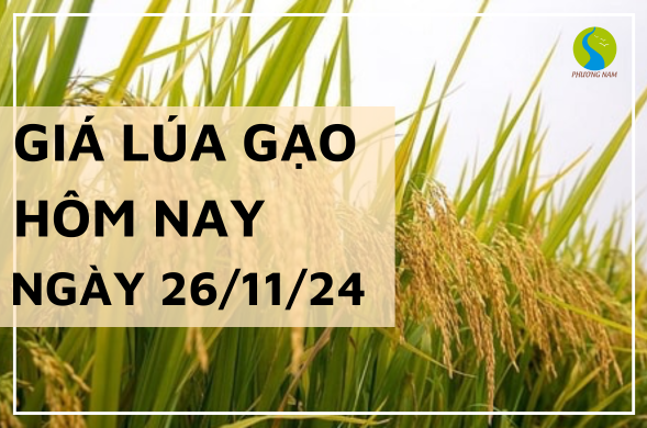 Giá lúa gạo hôm nay ngày 26/11/2024 