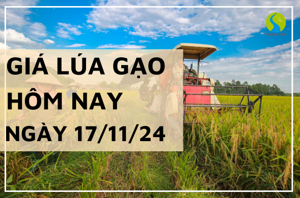 Giá lúa gạo hôm nay ngày 17/11/2024 