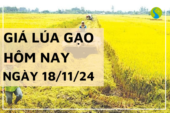 Giá lúa gạo hôm nay ngày 18/11/2024 