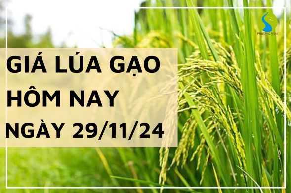 Giá lúa gạo hôm nay  ngày 29/11/2024