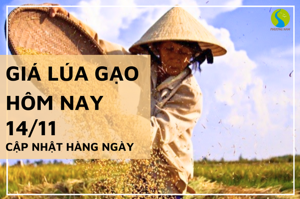 Giá lúa gạo hôm nay 14/11