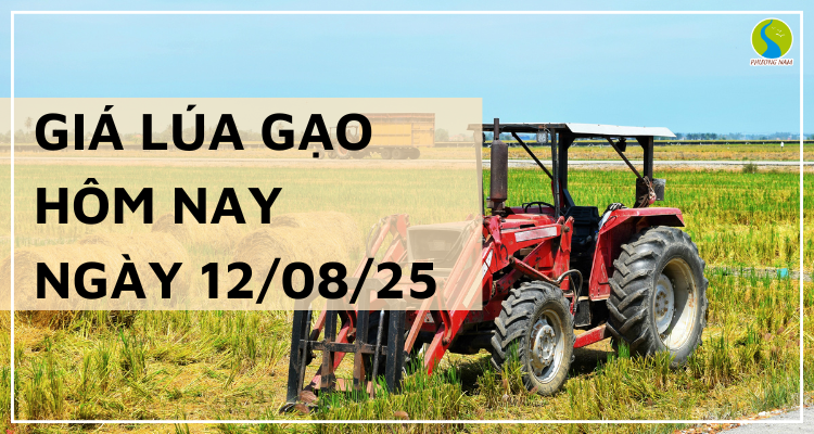 Giá Lúa Gạo Hôm Nay Ngày 12/8/2025: Gạo Xuất Khẩu Tăng Nhẹ
