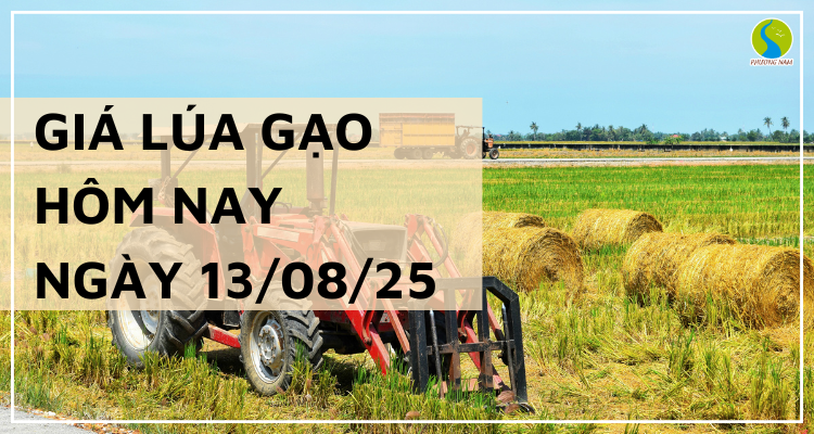 Giá Lúa Gạo Hôm Nay Ngày 13/8/2025: Gạo Nguyên Liệu Xuất Khẩu Tiếp Đà Tăng Nhẹ