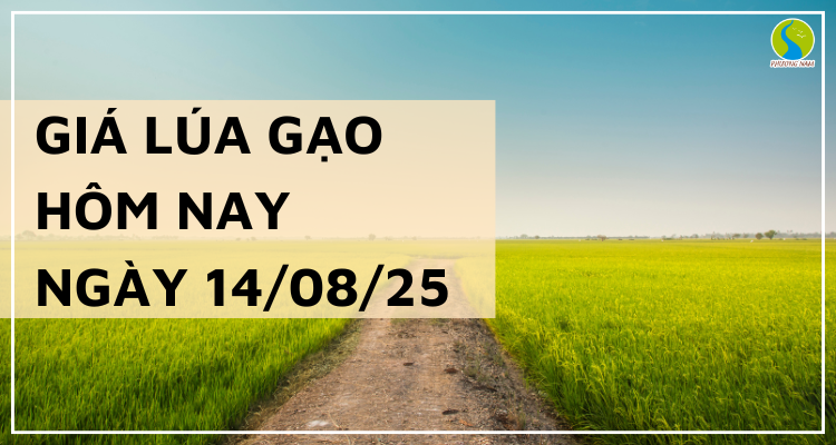 Giá Lúa Gạo Hôm Nay Ngày 14/8/2025: Thị Trường Chững Lại