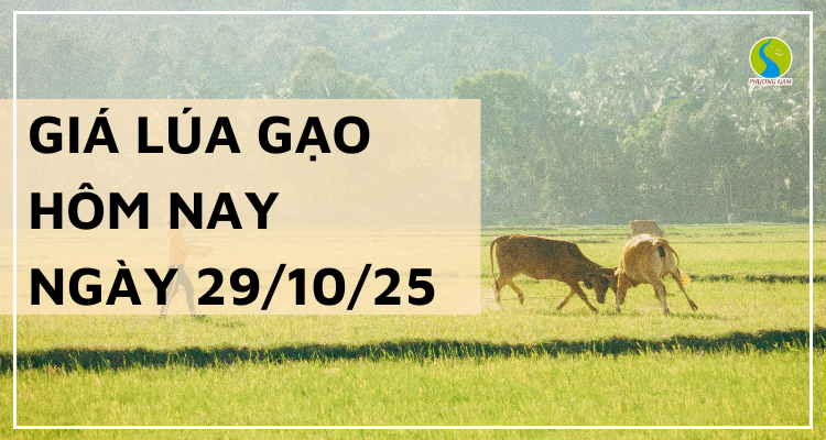 Giá Lúa Gạo Hôm Nay Ngày 29/10/2025: Biến Động Nhẹ
