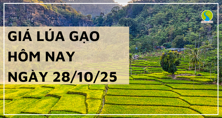 Giá Lúa Gạo Hôm Nay Ngày 28/10/2025: Gạo Nguyên Liệu Giảm Nhẹ