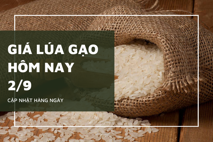 Giá lúa gạo hôm nay ngày 01/9/2023: thị trường lúa gạo tiếp tục đi ngang