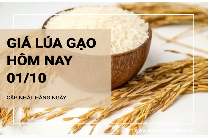 Giá lúa gạo hôm nay 01/10/2024