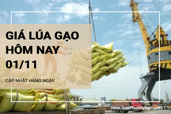 Giá lúa gạo hôm nay 1/11/2024