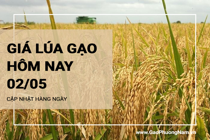 Giá lúa gạo hôm nay 02/05/2024