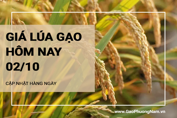 Giá lúa gạo hôm nay 02/10/2024