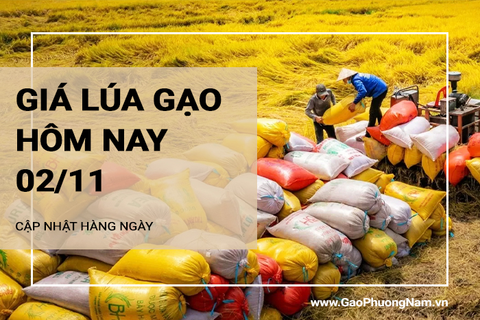 Giá lúa gạo hôm nay 2/11/2024