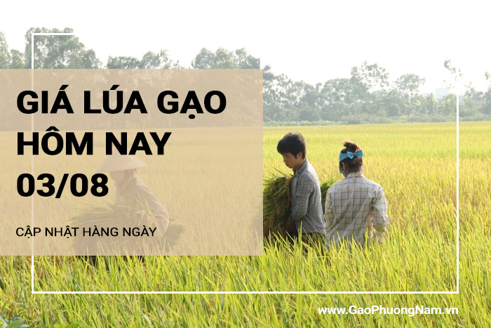 Giá lúa gạo hôm nay 03/08/2024