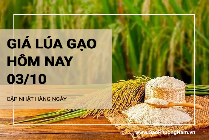 Giá lúa gạo hôm nay 03/10/2024