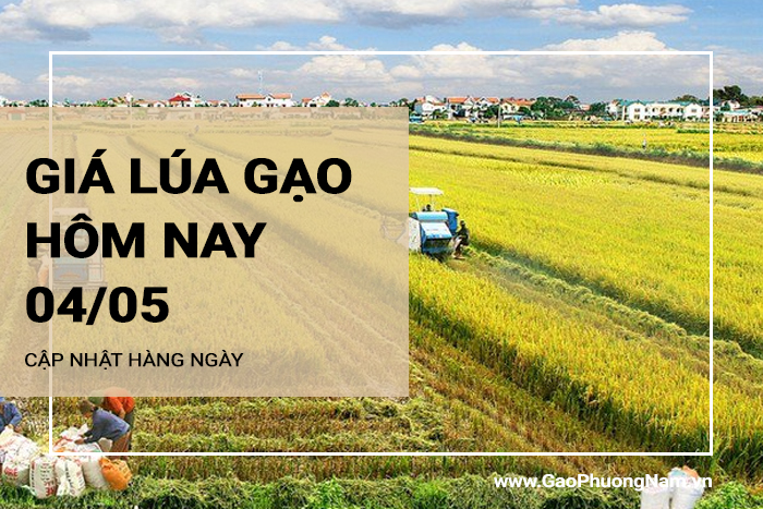 Giá lúa gạo hôm nay 04/05/2024