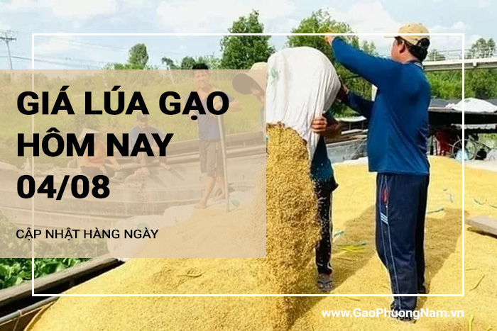 Giá lúa gạo hôm nay 04/08/2024