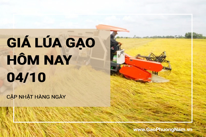 Giá lúa gạo hôm nay 04/10/2024