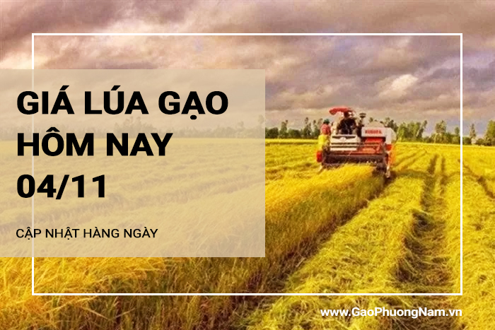 Giá lúa gạo hôm nay 4/11/2024