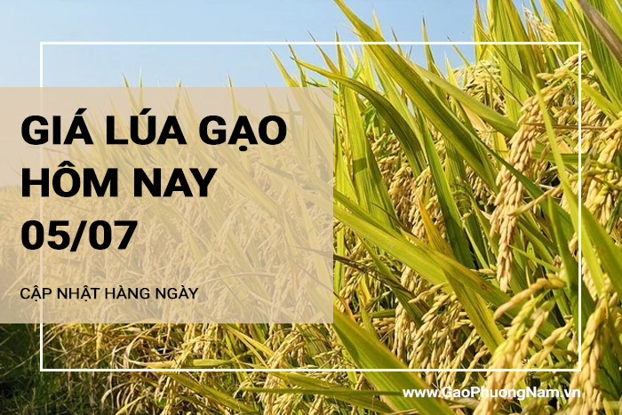 Giá lúa gạo hôm nay 05/07/2024