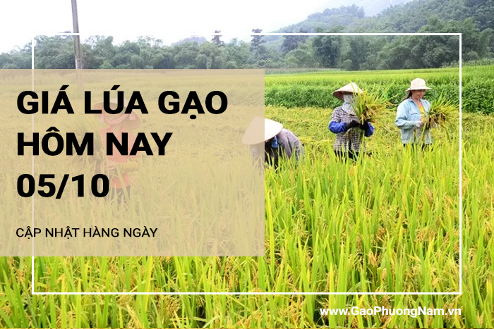 Giá lúa gạo hôm nay 05/10/2024