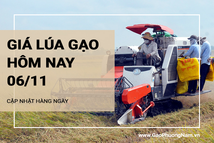 Giá lúa gạo hôm nay 6/11/2024