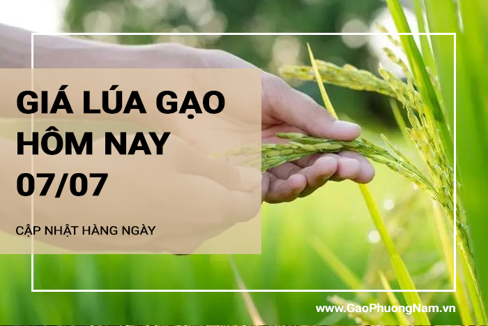 Giá lúa gạo hôm nay 07/07/2024