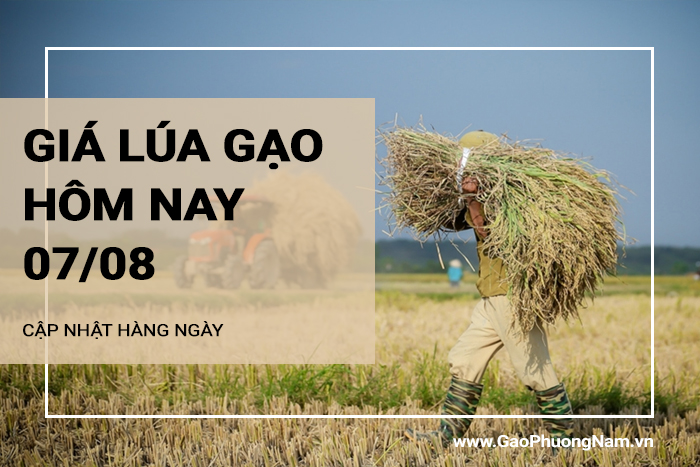 Giá lúa gạo hôm nay 07/08/2024