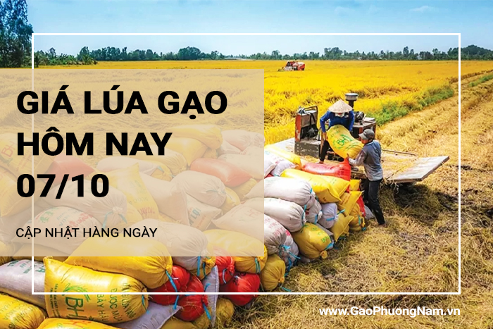 Giá lúa gạo hôm nay 07/10/2024