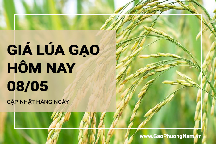 Giá lúa gạo hôm nay 08/05/2024