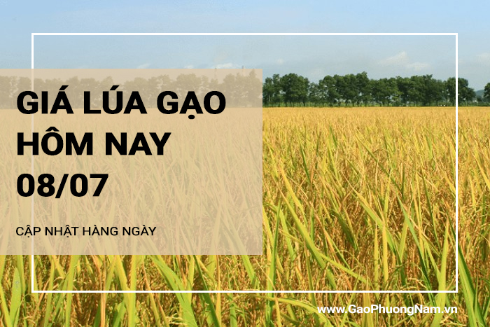 Giá lúa gạo hôm nay 08/07/2024