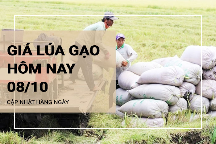 Giá lúa gạo hôm nay ngày 08/10/2023: Giá lúa giảm, giá gạo tăng