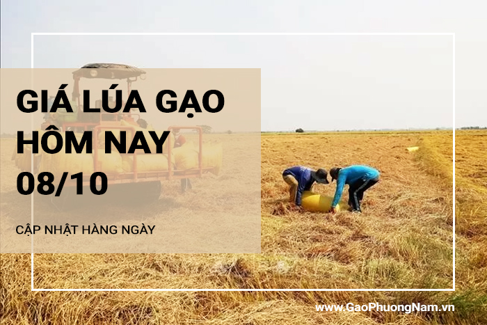 Giá lúa gạo hôm nay 08/10/2024