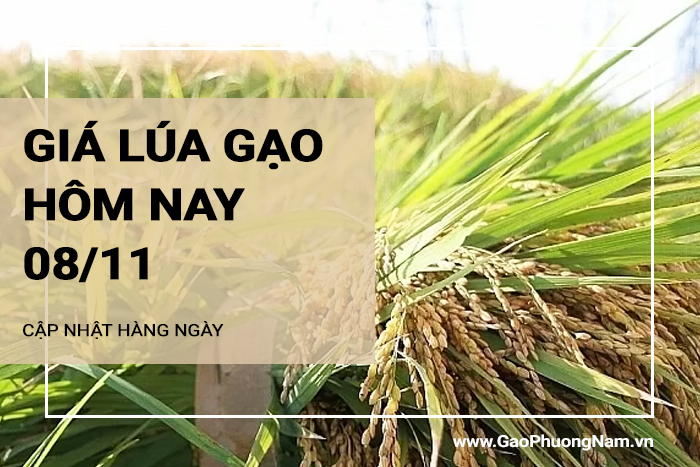 Giá lúa gạo hôm nay 7/11/2024