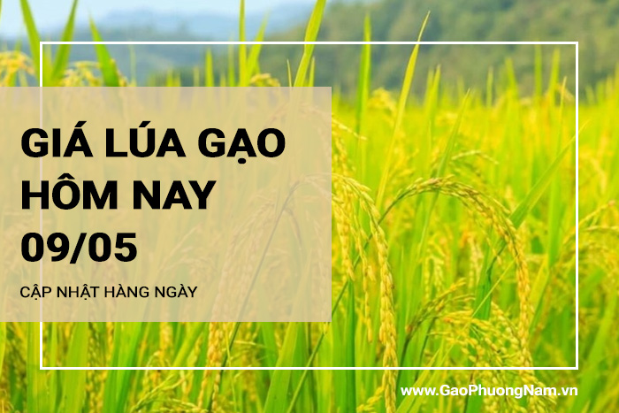 Giá lúa gạo hôm nay 0905/2024