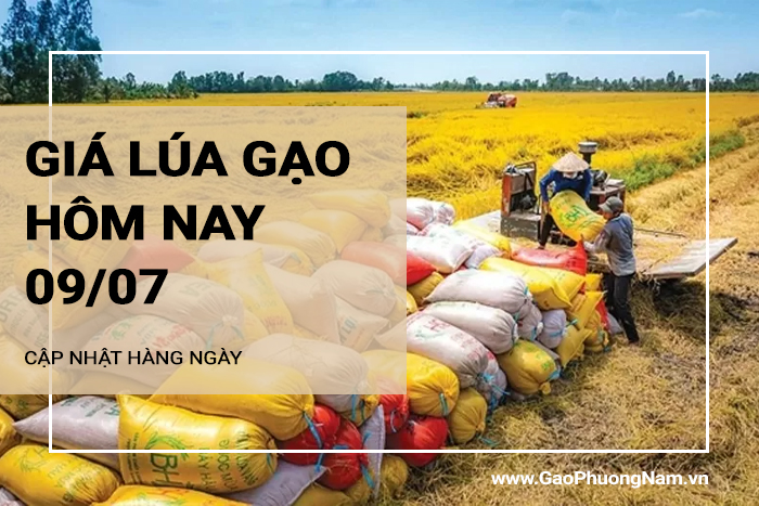 Giá lúa gạo hôm nay 09/07/2024