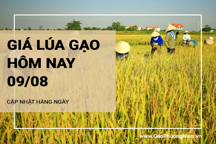 Giá lúa gạo hôm nay 09/08/2024